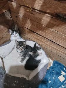 à donner - Photo 2