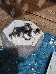 à donner - Photo 3
