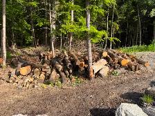 Free Firewood