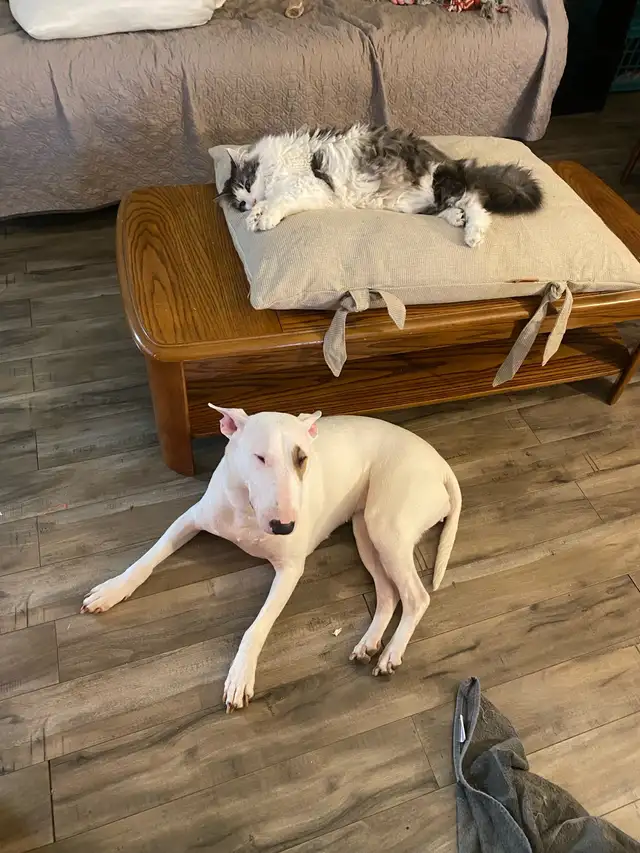 Looking 2 breed my purebred Bull Terrier.