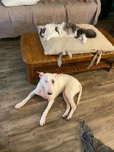 Looking 2 breed my purebred Bull Terrier.