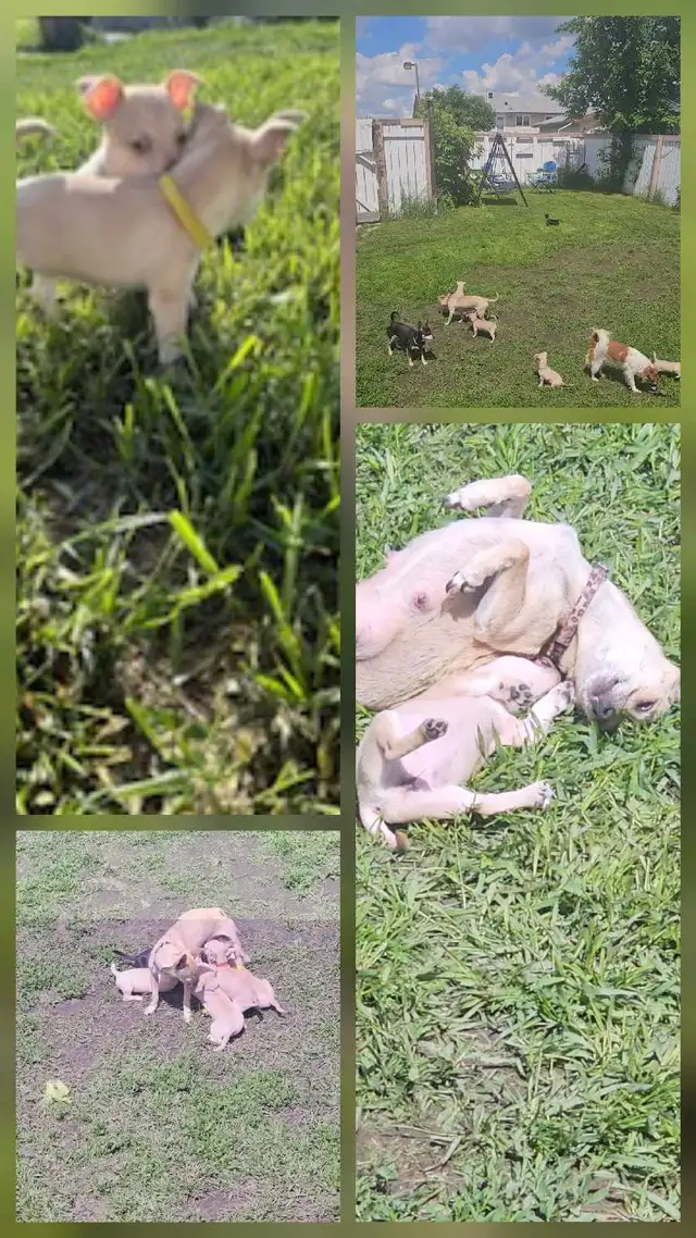 Chihuahua Puppies