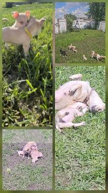 Chihuahua Puppies