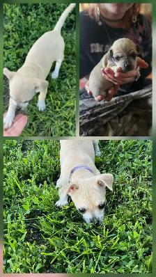 Chihuahua Puppies - Photo 2