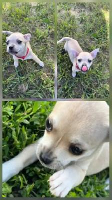 Chihuahua Puppies - Photo 3