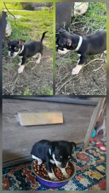 Chihuahua Puppies - Photo 4