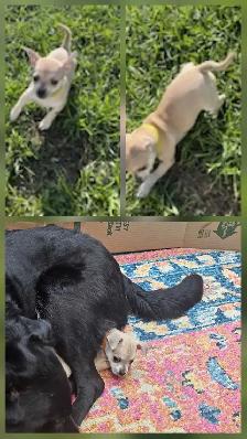 Chihuahua Puppies - Photo 5