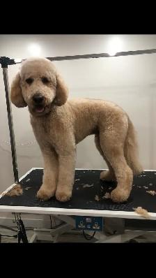 Certified Pet Groomer - Photo 4
