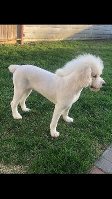 Certified Pet Groomer - Photo 5