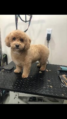 Certified Pet Groomer - Photo 6