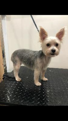 Certified Pet Groomer - Photo 7