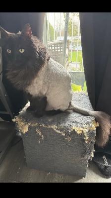 Certified Pet Groomer - Photo 8