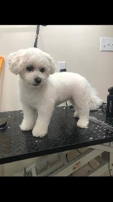 Certified Pet Groomer - Photo 9
