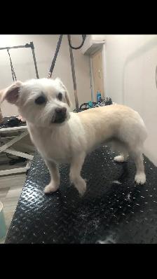 Certified Pet Groomer - Photo 10