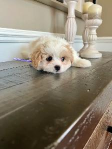 Bichons Havanais/Maltais - Photo 2