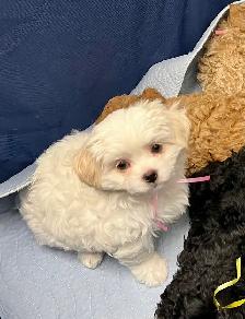 Bichons Havanais/Maltais - Photo 4