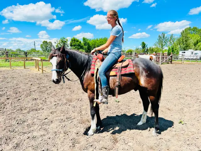 QH pony Gelding ~ 8yrs