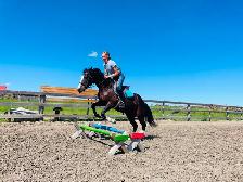 QH pony Gelding ~ 8yrs - Photo 2