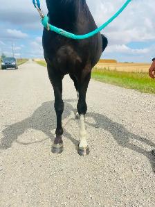 QH pony Gelding ~ 8yrs - Photo 7