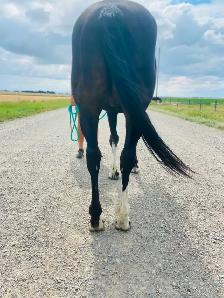 QH pony Gelding ~ 8yrs - Photo 8