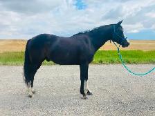 QH pony Gelding ~ 8yrs - Photo 9