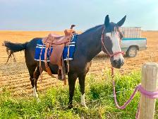 QH pony Gelding ~ 8yrs - Photo 10