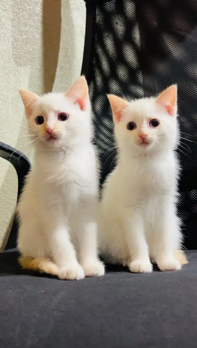 Turkish angora male and female kittens