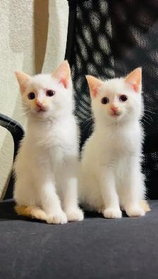 Turkish angora male and female kittens