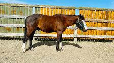 Western Pony! - Photo 3