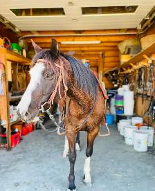 Western Pony! - Photo 4