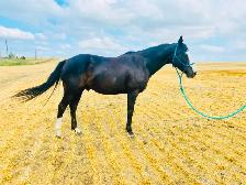 Western Pony! - Photo 6
