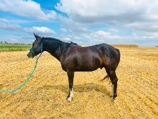 Western Pony! - Photo 7