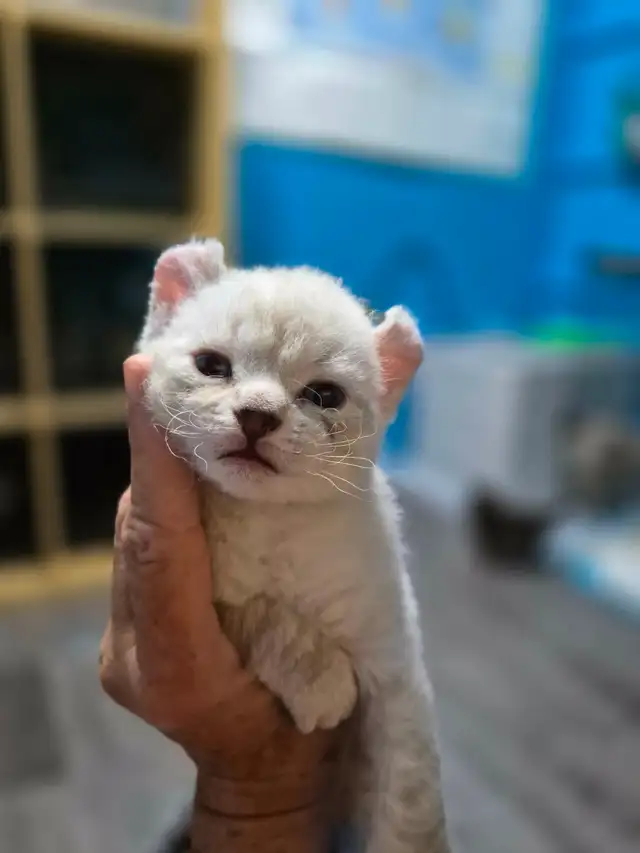 Chaton Highland Lynx pure race ( Réservation )