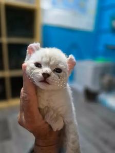 Chaton Highland Lynx pure race ( Réservation )