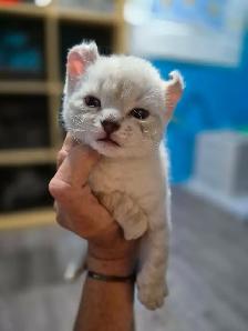 Chaton Highland Lynx pure race ( Réservation ) - Photo 3