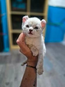 Chaton Highland Lynx pure race ( Réservation ) - Photo 5