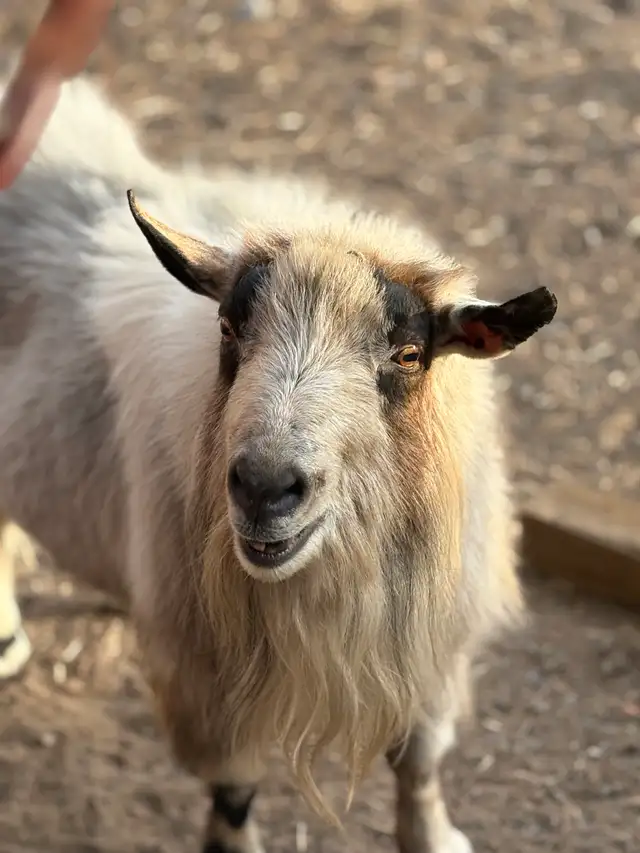 Billy Goat