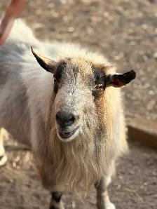Billy Goat