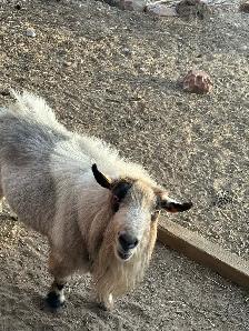 Billy Goat - Photo 2