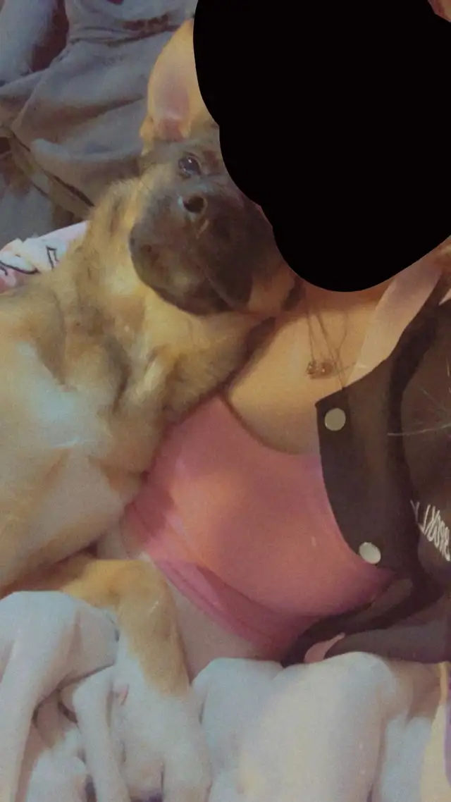 Pet sitting