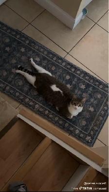 Cat Sitting — $20 per night/day
