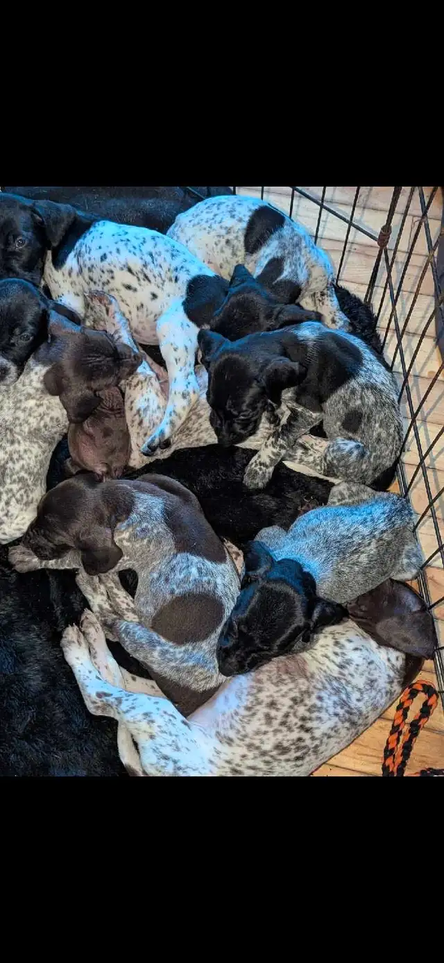 CKC German Shorthaired Pointer Pups