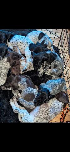 CKC German Shorthaired Pointer Pups