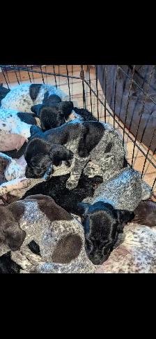 CKC German Shorthaired Pointer Pups - Photo 2