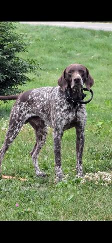 CKC German Shorthaired Pointer Pups - Photo 3