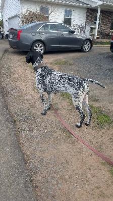 CKC German Shorthaired Pointer Pups - Photo 4