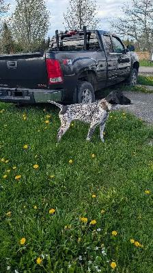 CKC German Shorthaired Pointer Pups - Photo 5