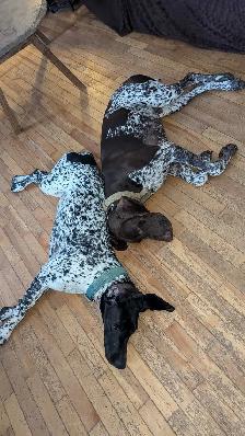 CKC German Shorthaired Pointer Pups - Photo 6