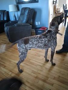 CKC German Shorthaired Pointer Pups - Photo 7