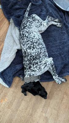 CKC German Shorthaired Pointer Pups - Photo 8